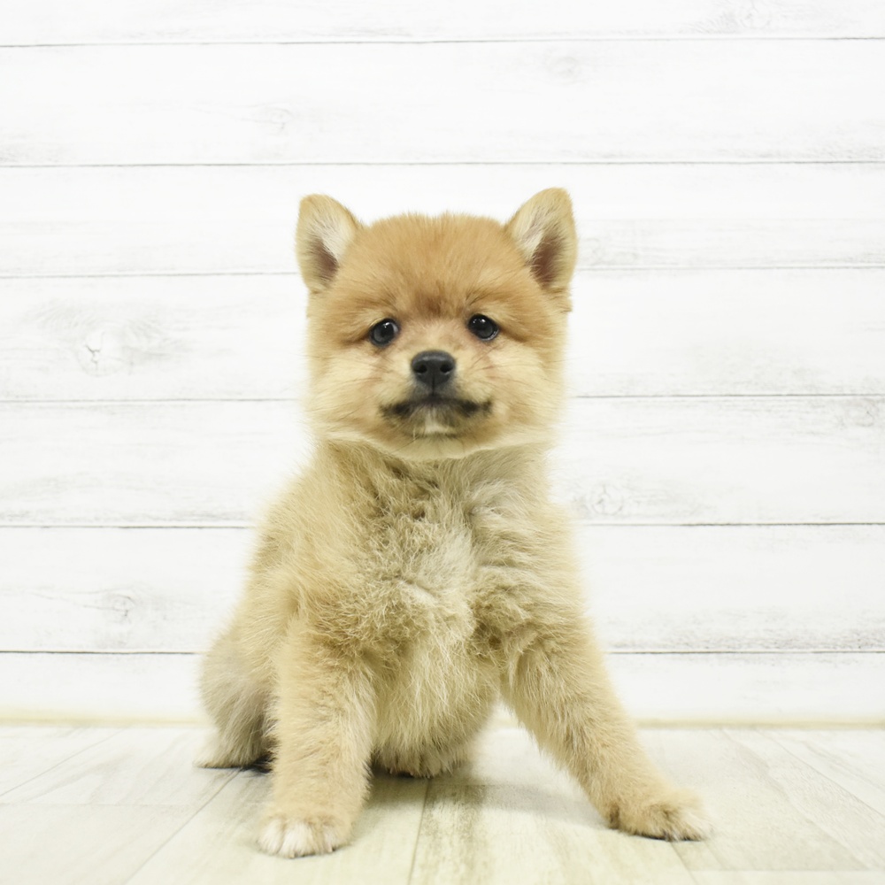ハーフ犬女の子の写真