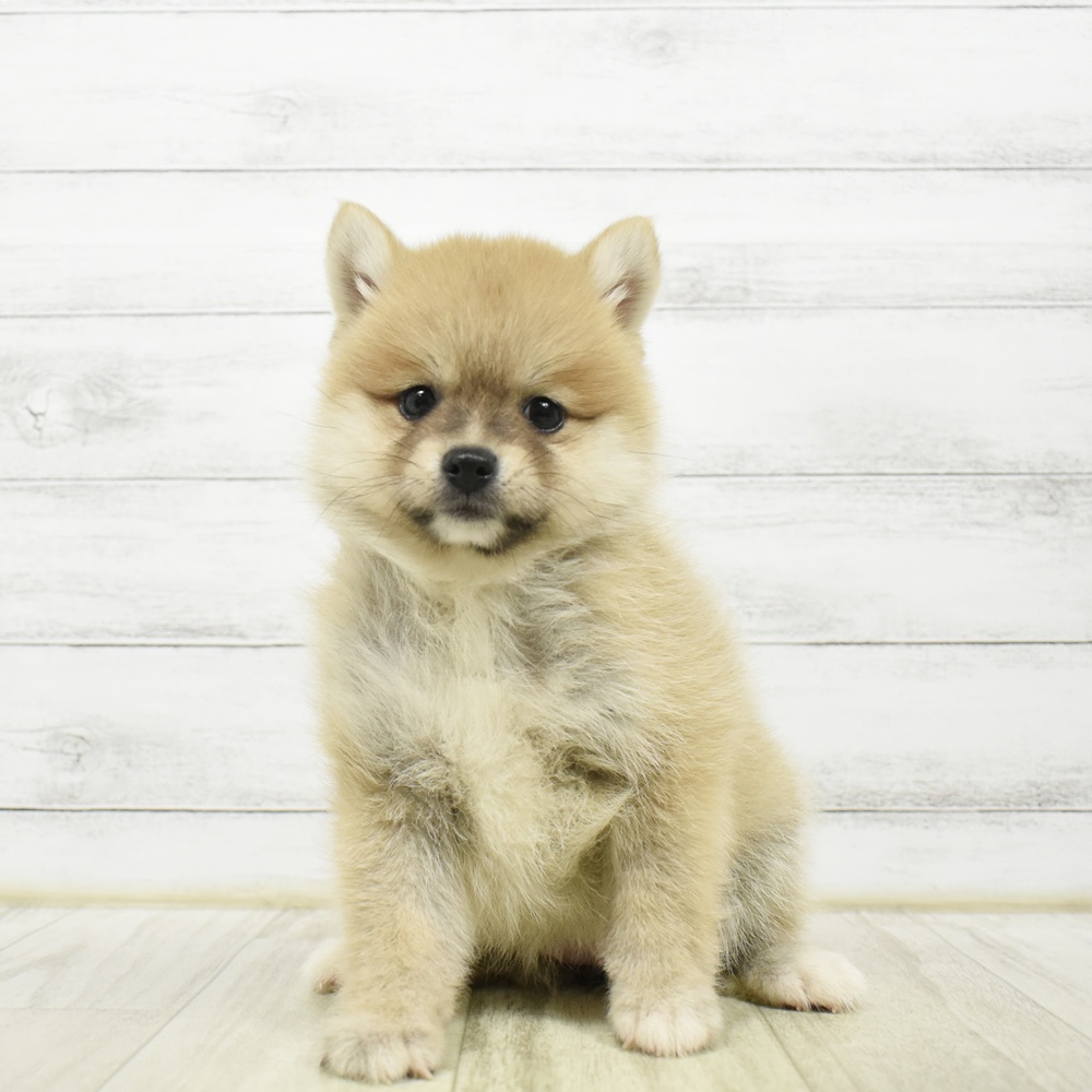 可愛い柴犬、ポメラニアン、トイプードル、チワワ、シーズ、ダックス