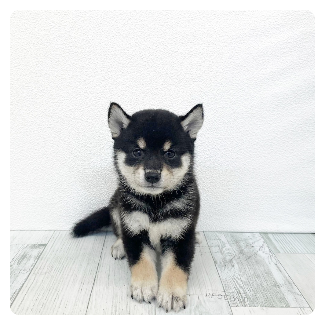 福岡県の豆柴 (犬の家＆猫の里トリアス久山店/2026年7月5日生まれ/女の子/黒)の子犬の3枚目の画像