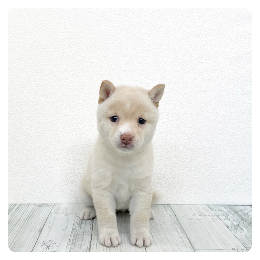 福岡県の豆柴 (犬の家＆猫の里シュロアモール筑紫野店/2026年7月6日生まれ/女の子/白)の子犬の2枚目の画像