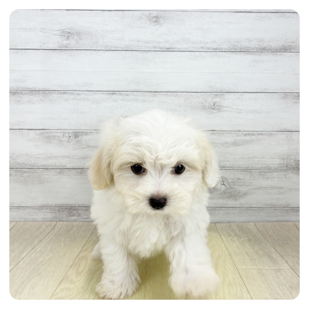 愛知県のハーフ犬・ミックス犬 (犬の家＆猫の里名古屋天白店/2026年7月4日生まれ/男の子/クリームホワイト)の子犬の3枚目の画像