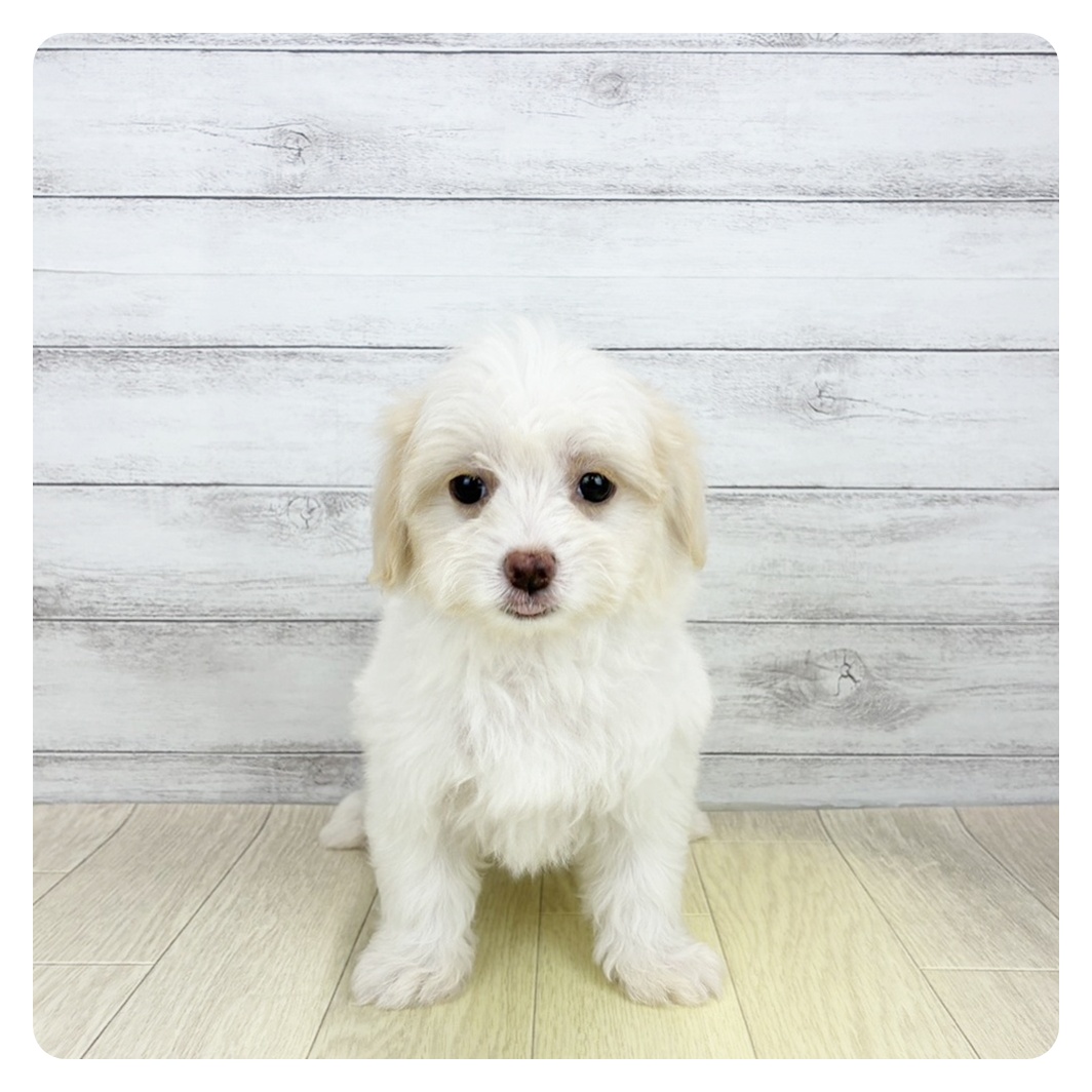 2026年7月4日生まれのハーフ犬・ミックス犬