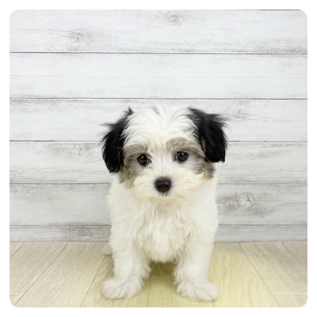 石川県のハーフ犬・ミックス犬 (犬の家＆猫の里金沢店/2026年7月4日生まれ/女の子/パーティーカラー)の子犬