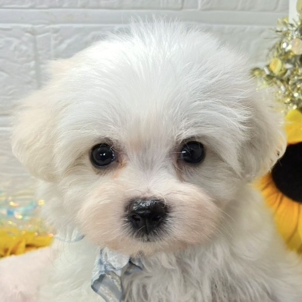 兵庫県のハーフ犬・ミックス犬 (犬の家＆猫の里尼崎店/2026年7月7日生まれ/男の子/ホワイトクリーム)の子犬