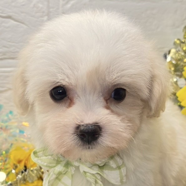 岡山県のハーフ犬・ミックス犬 (犬の家＆猫の里岡山店/2026年7月7日生まれ/女の子/ホワイトクリーム)の子犬