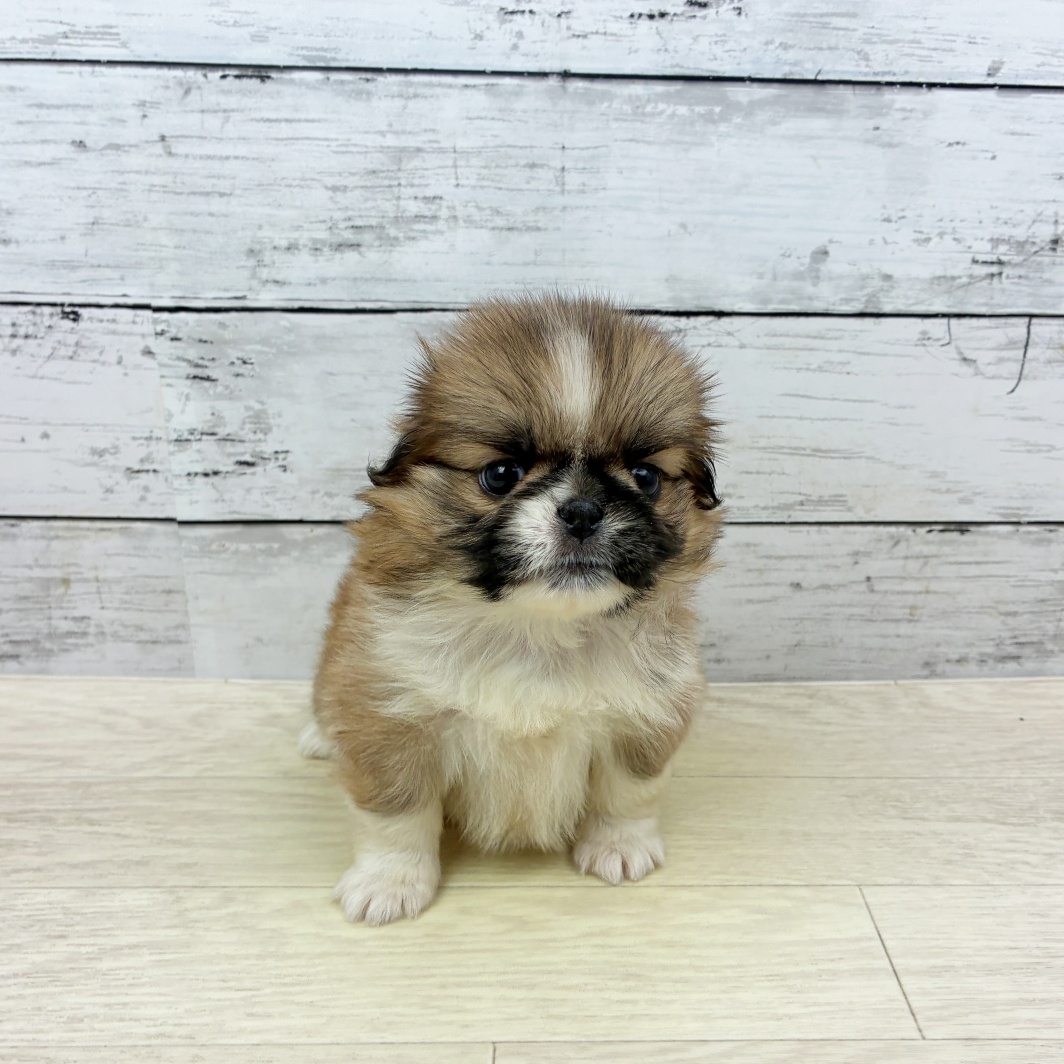兵庫県のハーフ犬・ミックス犬 (犬の家＆猫の里ゆめタウン姫路店/2026年7月9日生まれ/女の子/レッド)の子犬