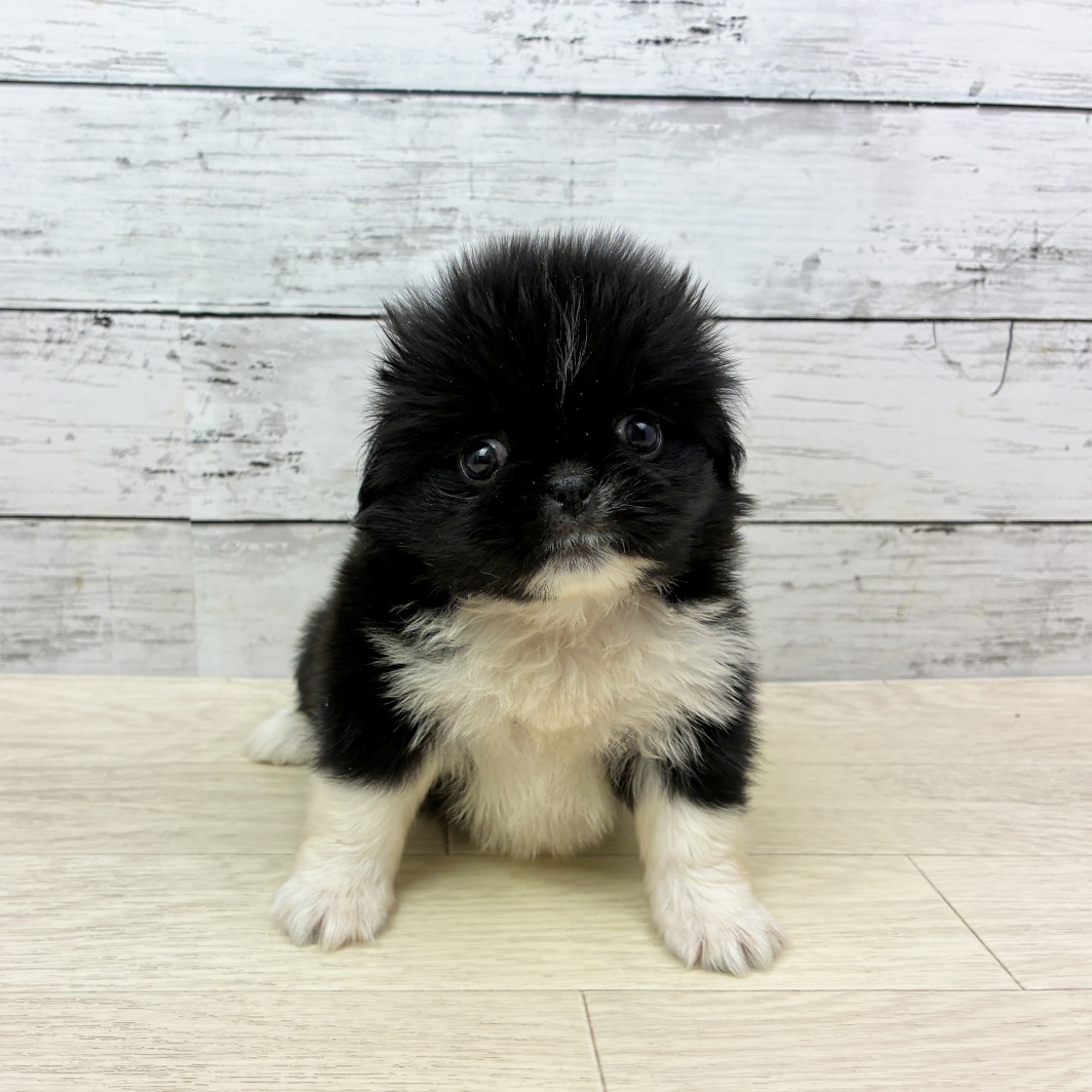 滋賀県のハーフ犬・ミックス犬 (犬の家＆猫の里近江八幡店/2026年7月9日生まれ/女の子/ブラックホワイト)の子犬