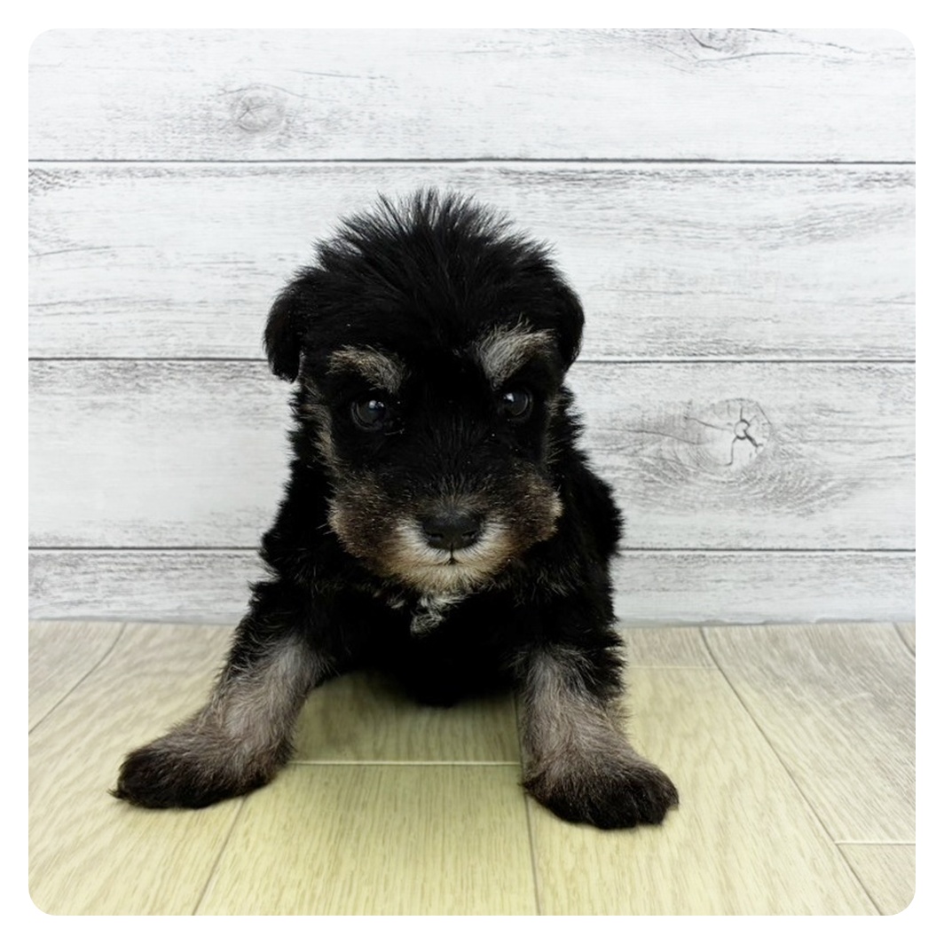 京都府のミニチュアシュナウザー (犬の家＆猫の里京都精華店/2026年7月10日生まれ/男の子/ソルトペッパー)の子犬