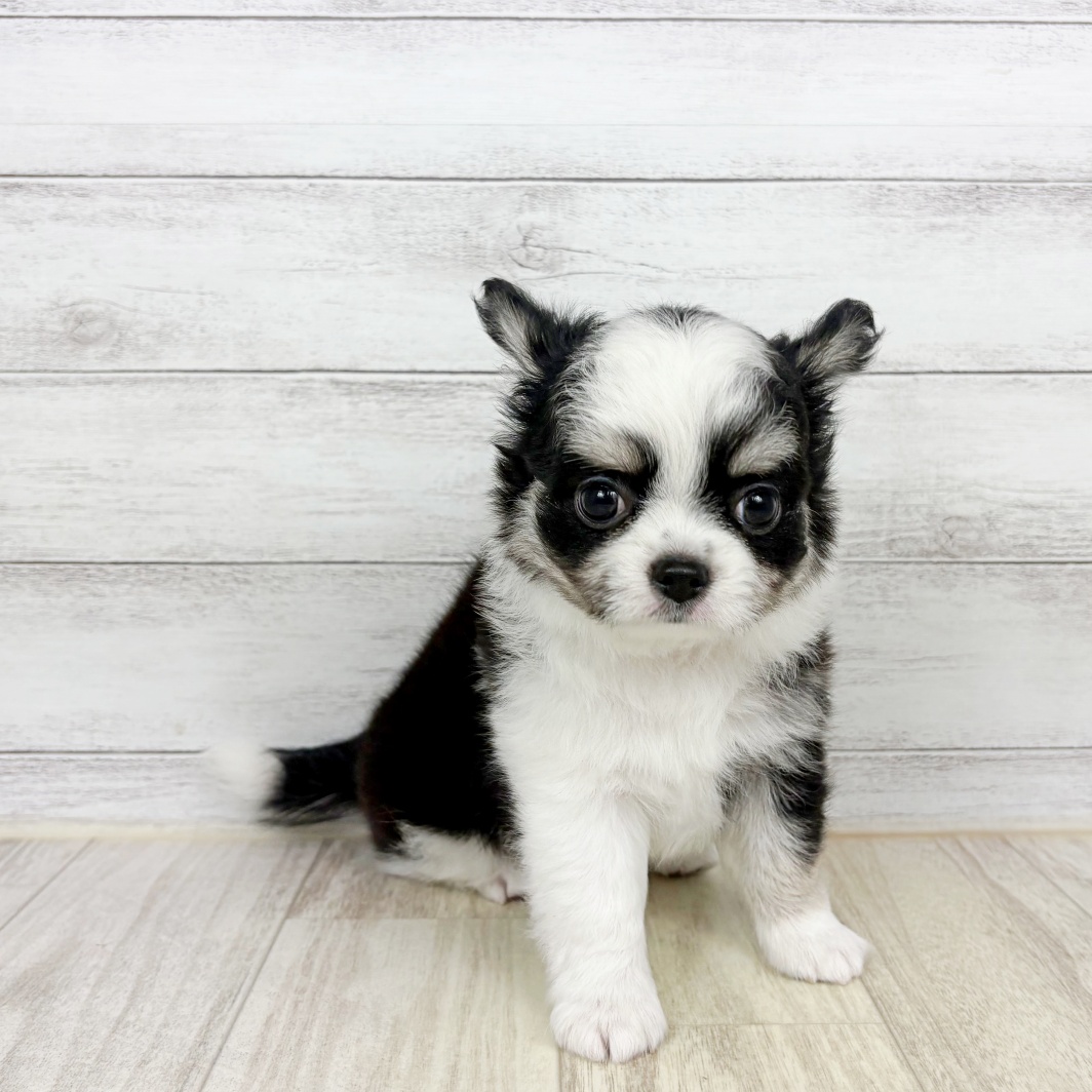 兵庫県のチワワ(ロング) (犬の家＆猫の里川西店/2026年7月11日生まれ/男の子/ブラックタンホワイト)の子犬