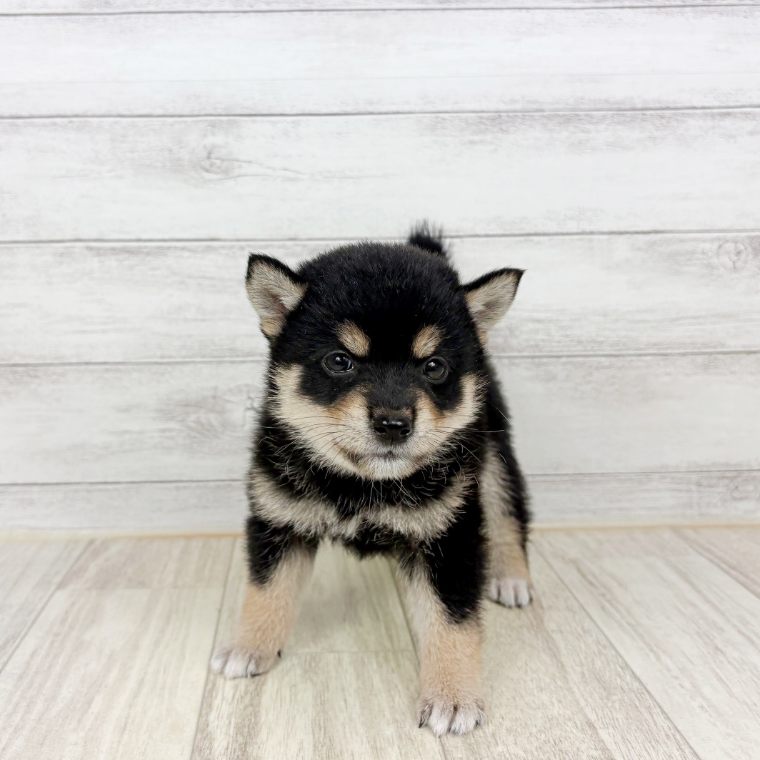 兵庫県の豆柴 (犬の家＆猫の里ニッケパークタウン加古川店/2026年7月11日生まれ/女の子/黒)の子犬