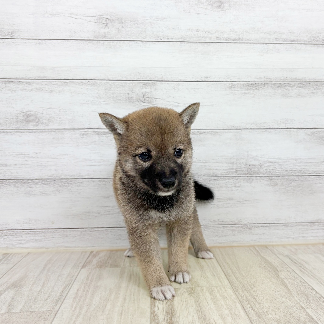 兵庫県の豆柴 (犬の家＆猫の里川西店/2026年7月12日生まれ/女の子/赤)の子犬