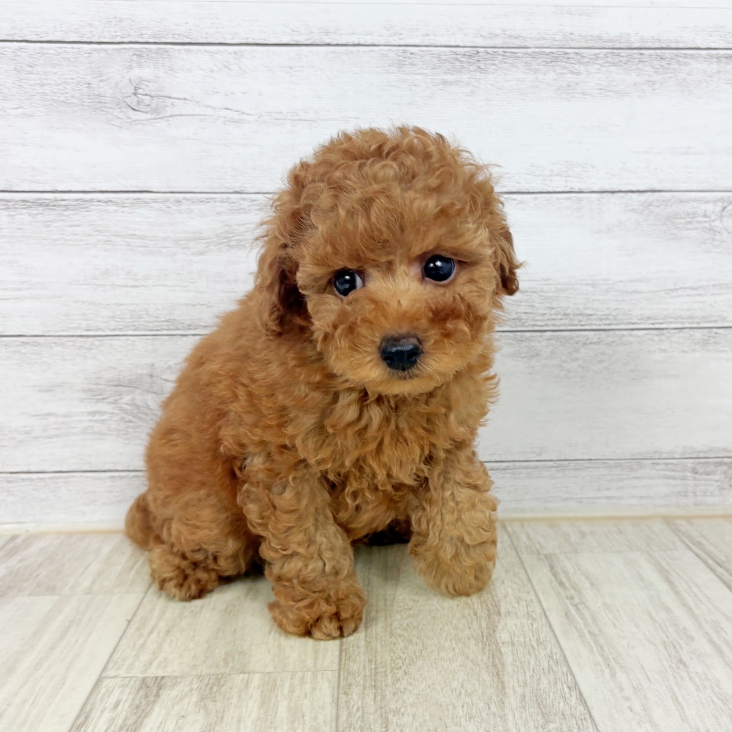 兵庫県のトイプードル(トイ) (犬の家＆猫の里神戸店/2026年7月11日生まれ/男の子/レッドフォーン)の子犬