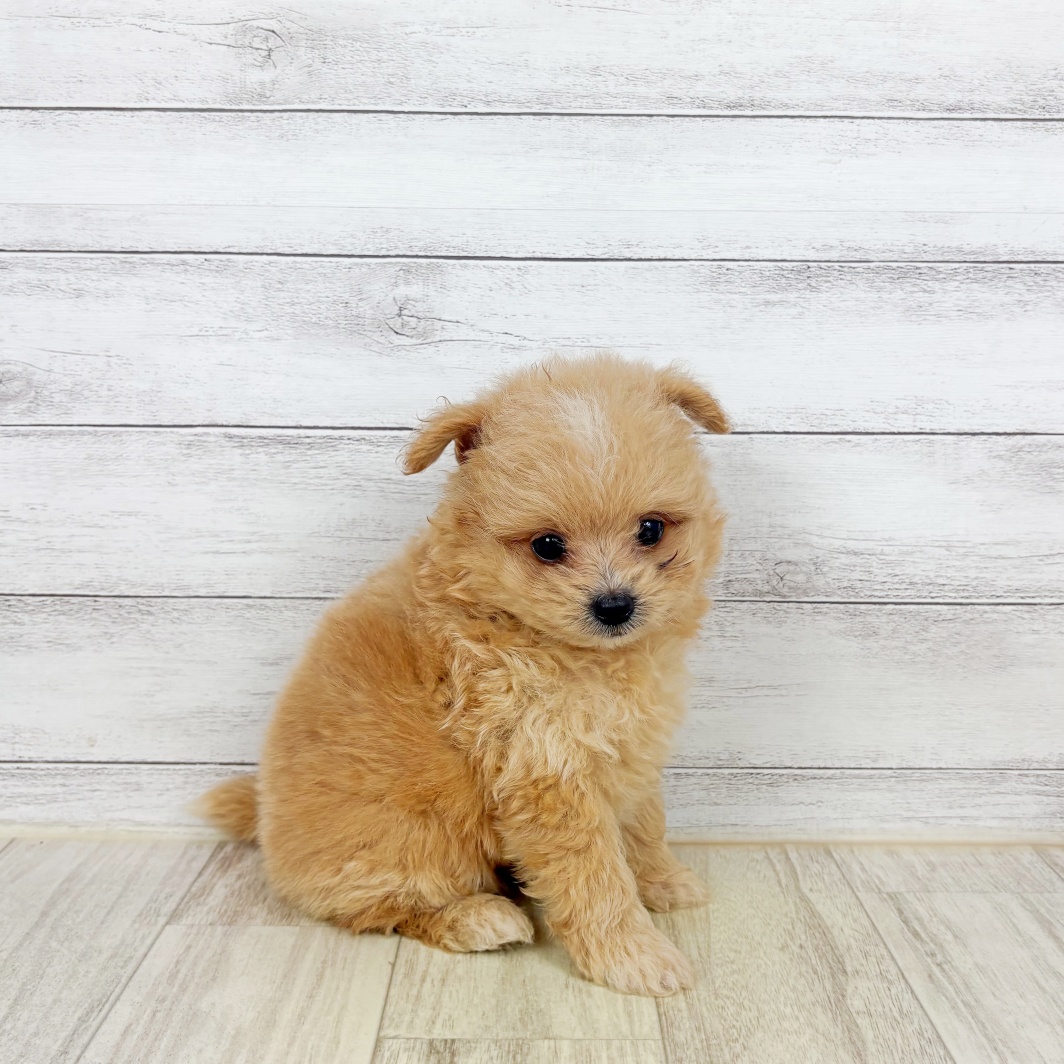 兵庫県のポメプー(ポメラニアン×プードル) (犬の家＆猫の里川西店/2026年7月10日生まれ/女の子/クリーム)の子犬