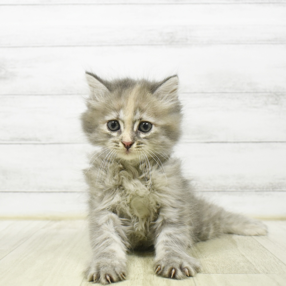東京都のサイベリアン (犬の家＆猫の里ペットフォレスト小平店/2026年7月13日生まれ/女の子/ブルークリーム)の子猫