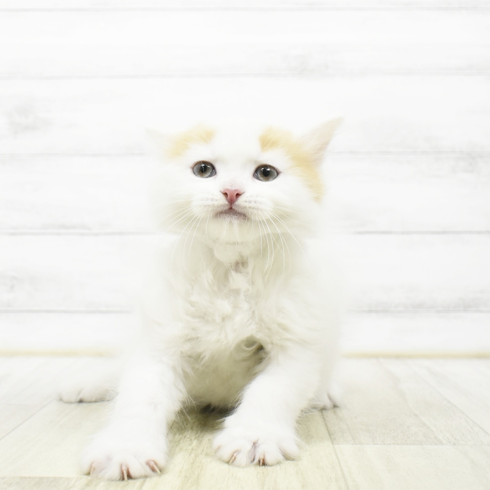 愛知県のミヌエット (犬の家＆猫の里安城店/2026年7月13日生まれ/男の子/レッドタビーホワイト)の子猫