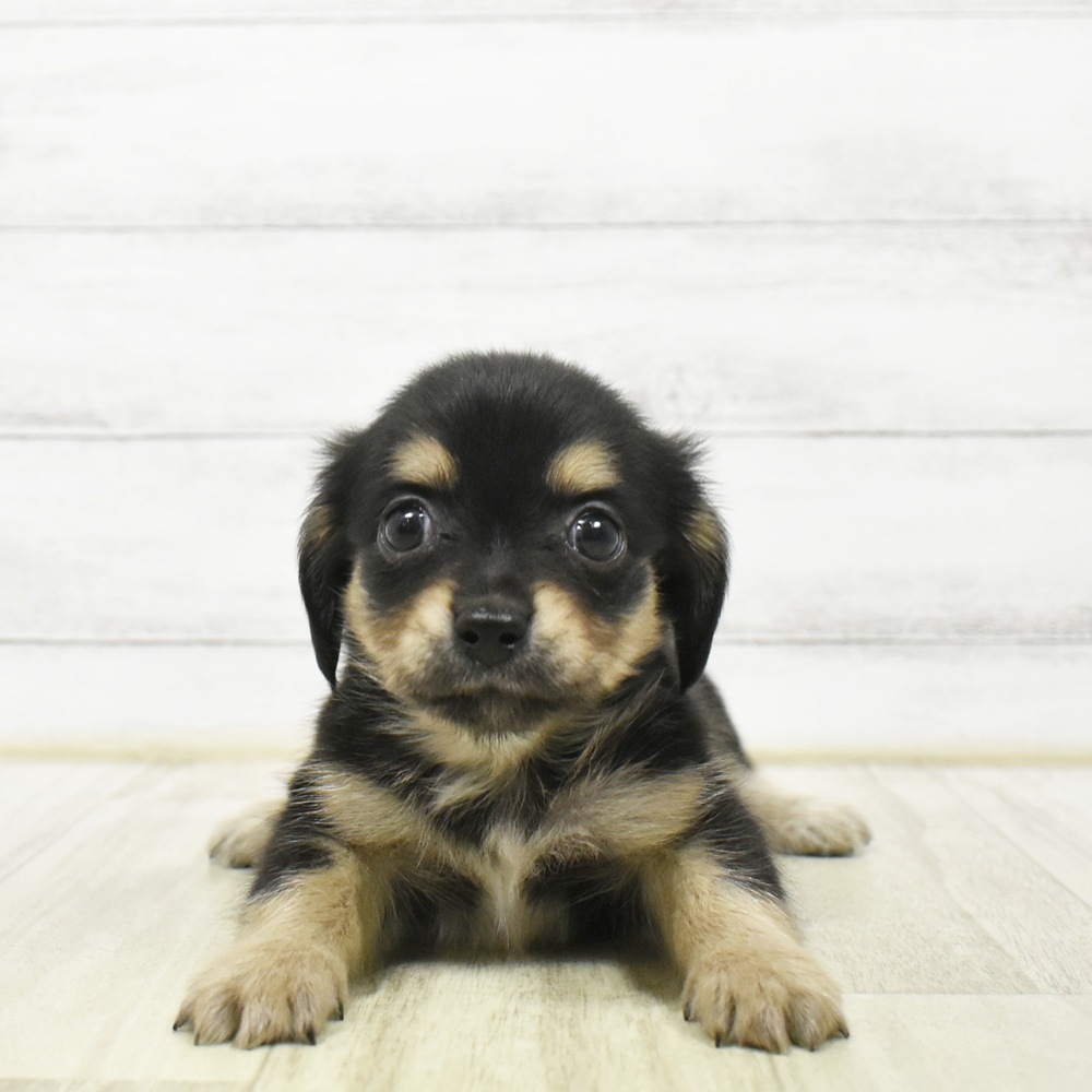 静岡県のチワックス(チワワ×ダックス) (犬の家＆猫の里MEGAドン・キホーテ袋井店/2026年7月13日生まれ/男の子/ブラックタン)の子犬