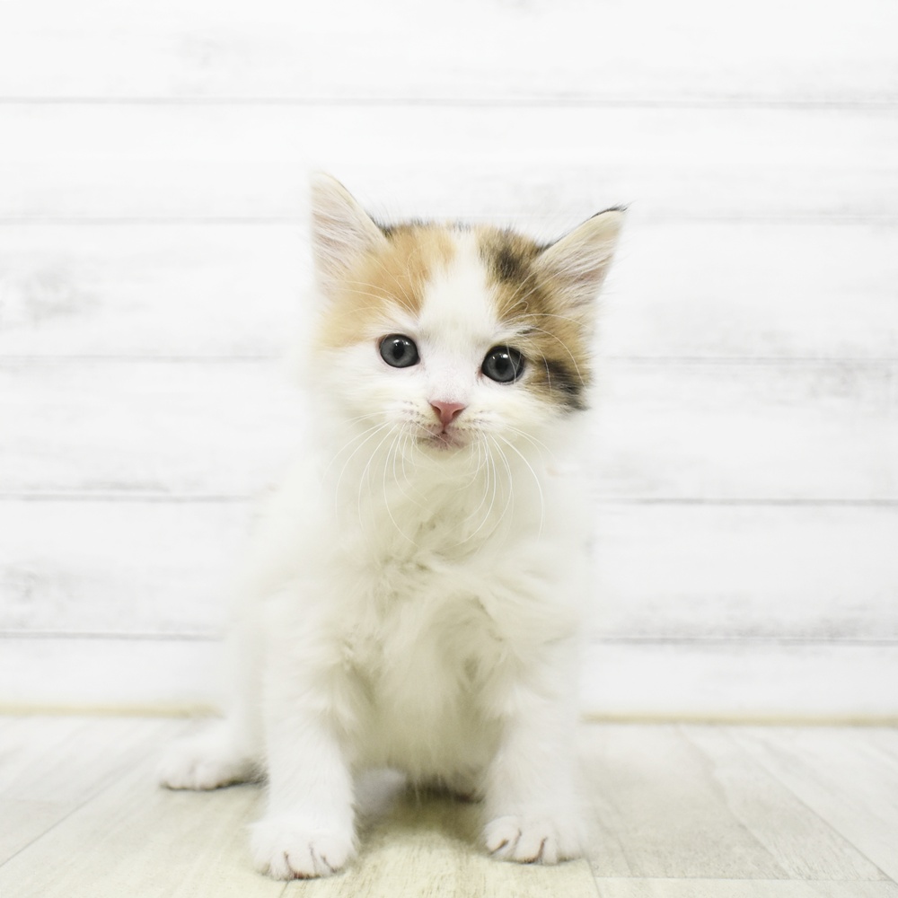 愛知県のサイベリアン (犬の家＆猫の里安城店/2026年7月13日生まれ/女の子/キャリコ)の子猫