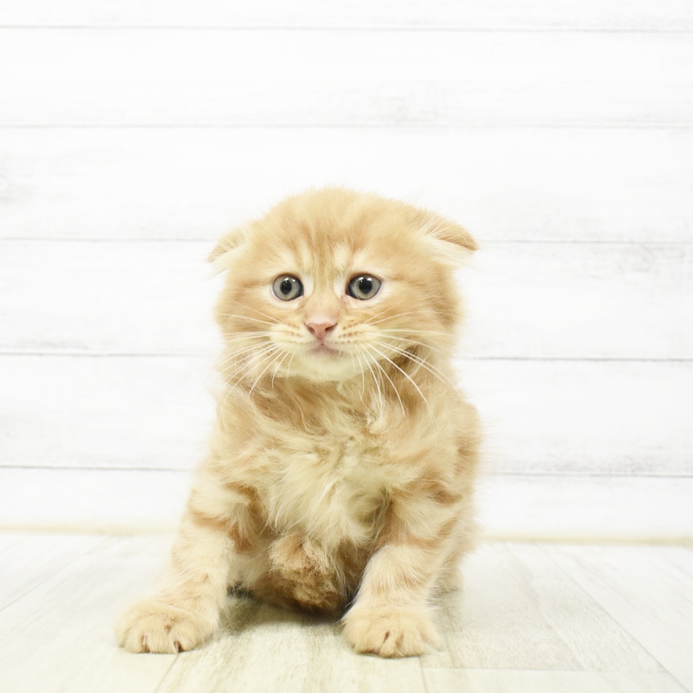 愛知県のスコティッシュフォールド (犬の家＆猫の里安城店/2026年7月14日生まれ/男の子/レッドタビー)の子猫