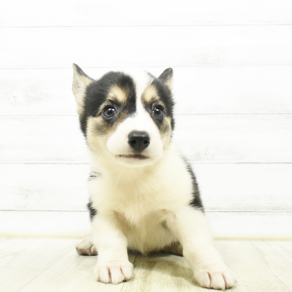 愛知県のウェルシュコーギーペンブローク (犬の家＆猫の里安城店/2026年7月13日生まれ/女の子/ブラックホワイトタン)の子犬