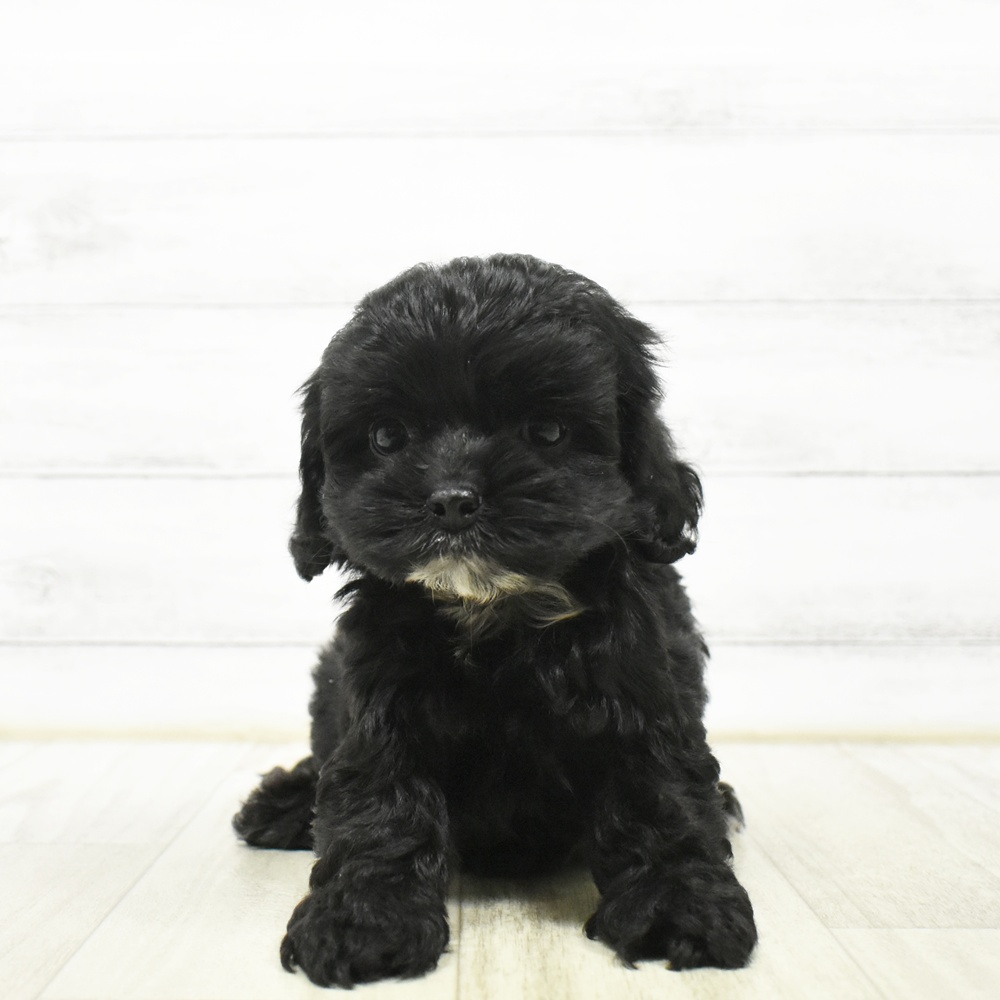 静岡県のハーフ犬・ミックス犬 (犬の家＆猫の里プレ葉ウォーク浜北店/2026年7月13日生まれ/女の子/ブラックホワイト)の子犬