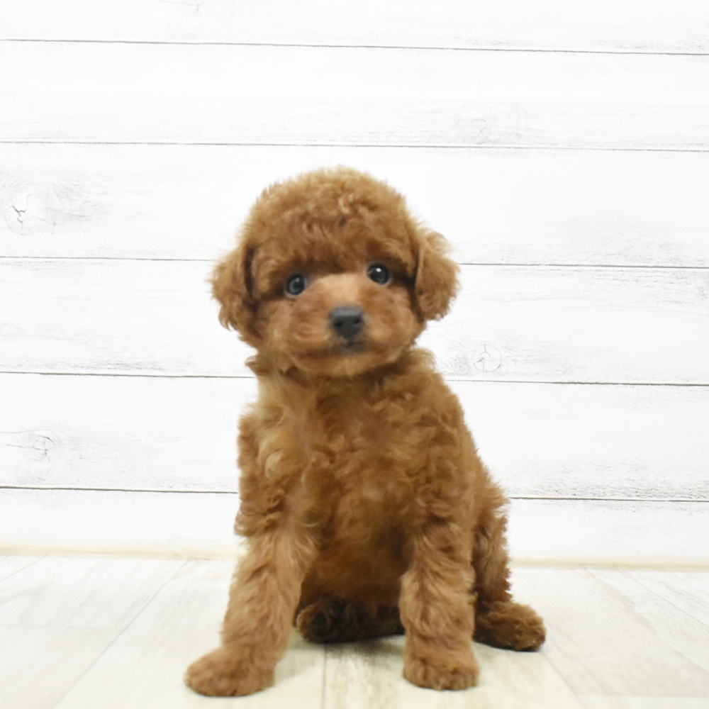 神奈川県のトイプードル(トイ) (犬の家＆猫の里相模原店/2026年7月13日生まれ/女の子/レッド)の子犬
