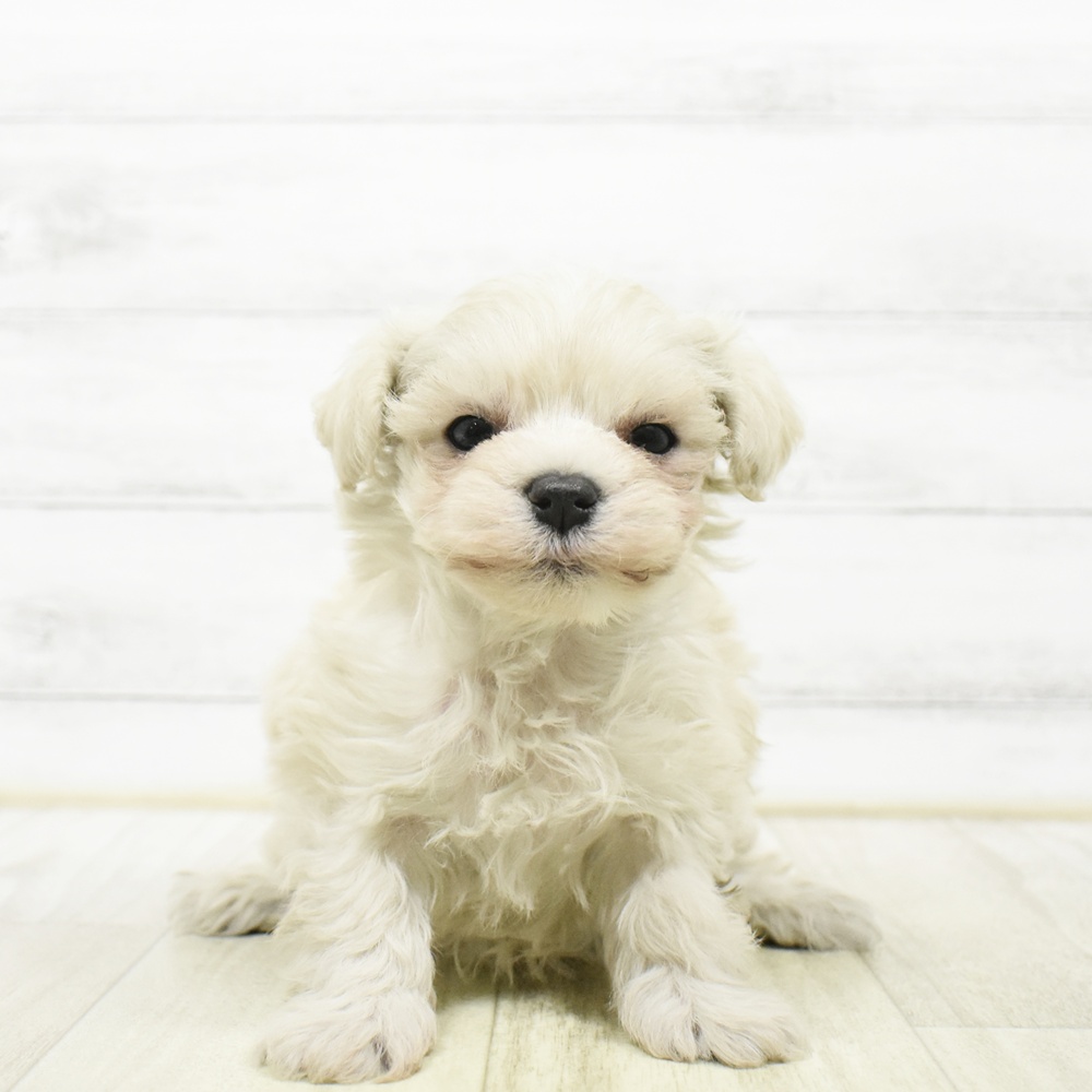 ハーフ犬男の子の写真
