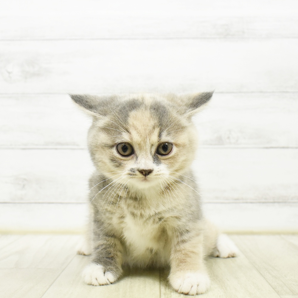 神奈川県のマンチカン (犬の家＆猫の里小田原店/2026年7月14日生まれ/女の子/ブルークリームホワイト)の子猫