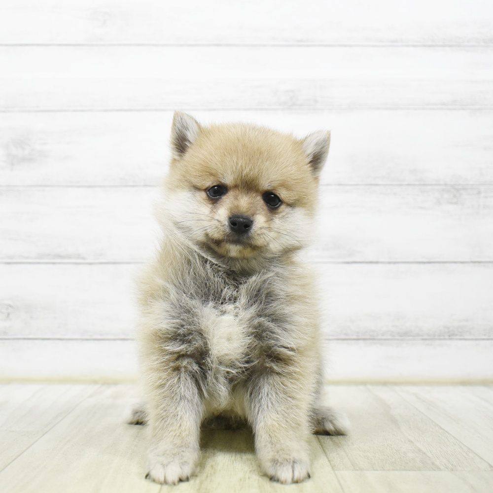 ハーフ犬男の子の写真
