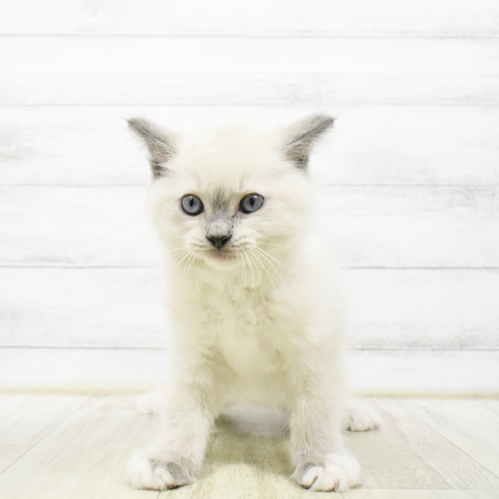 千葉県のラグドール (犬の家＆猫の里BIGHOPガーデンモール印西店/2026年7月14日生まれ/男の子/ブルーポイントミテッド)の子猫