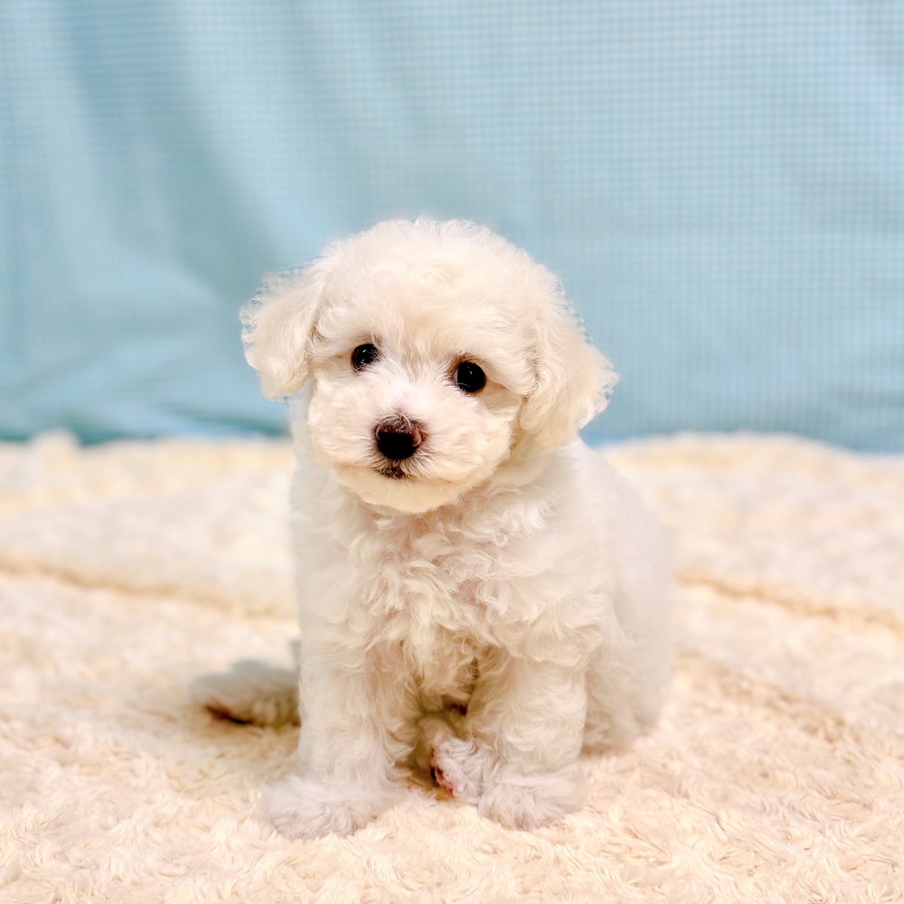 愛知県のビションフリーゼ (犬の家＆猫の里一宮店/2026年7月14日生まれ/女の子/ホワイト)の子犬の1枚目の画像