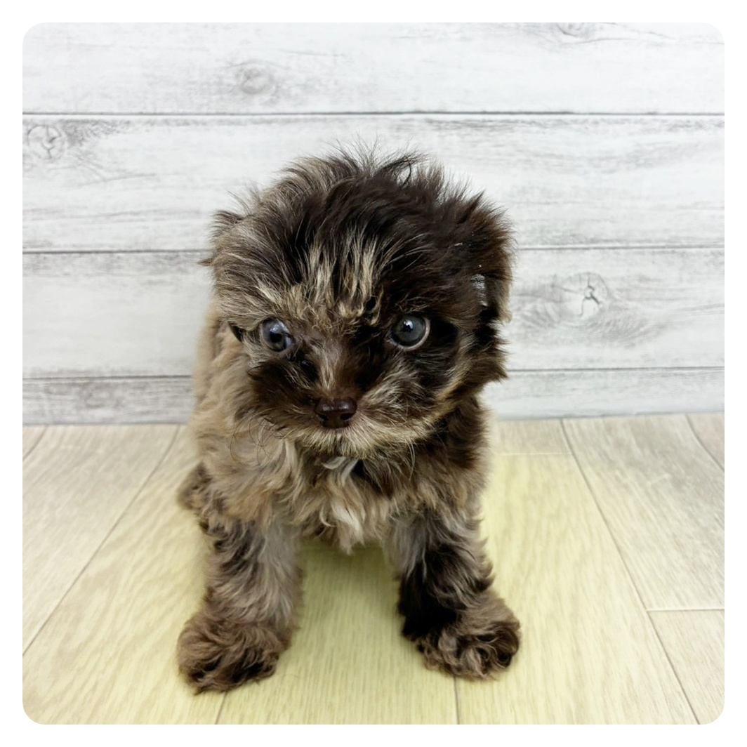 愛知県のチワプー/プーチー(チワワ×プードル) (犬の家＆猫の里春日井本店/2026年7月13日生まれ/男の子/チョコレートマール)の子犬