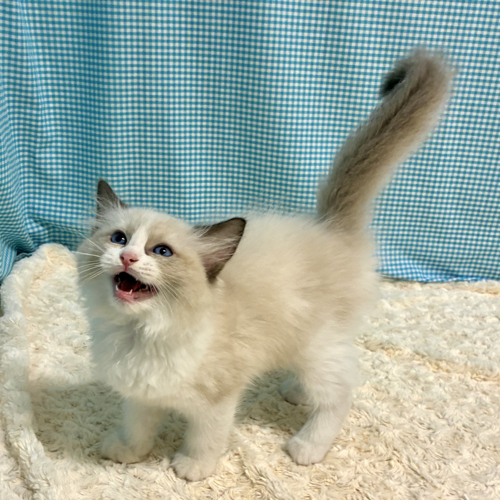 愛知県のラグドール (犬の家＆猫の里一宮店/2026年7月14日生まれ/女の子/シールポイントバイカラー)の子猫の3枚目の画像