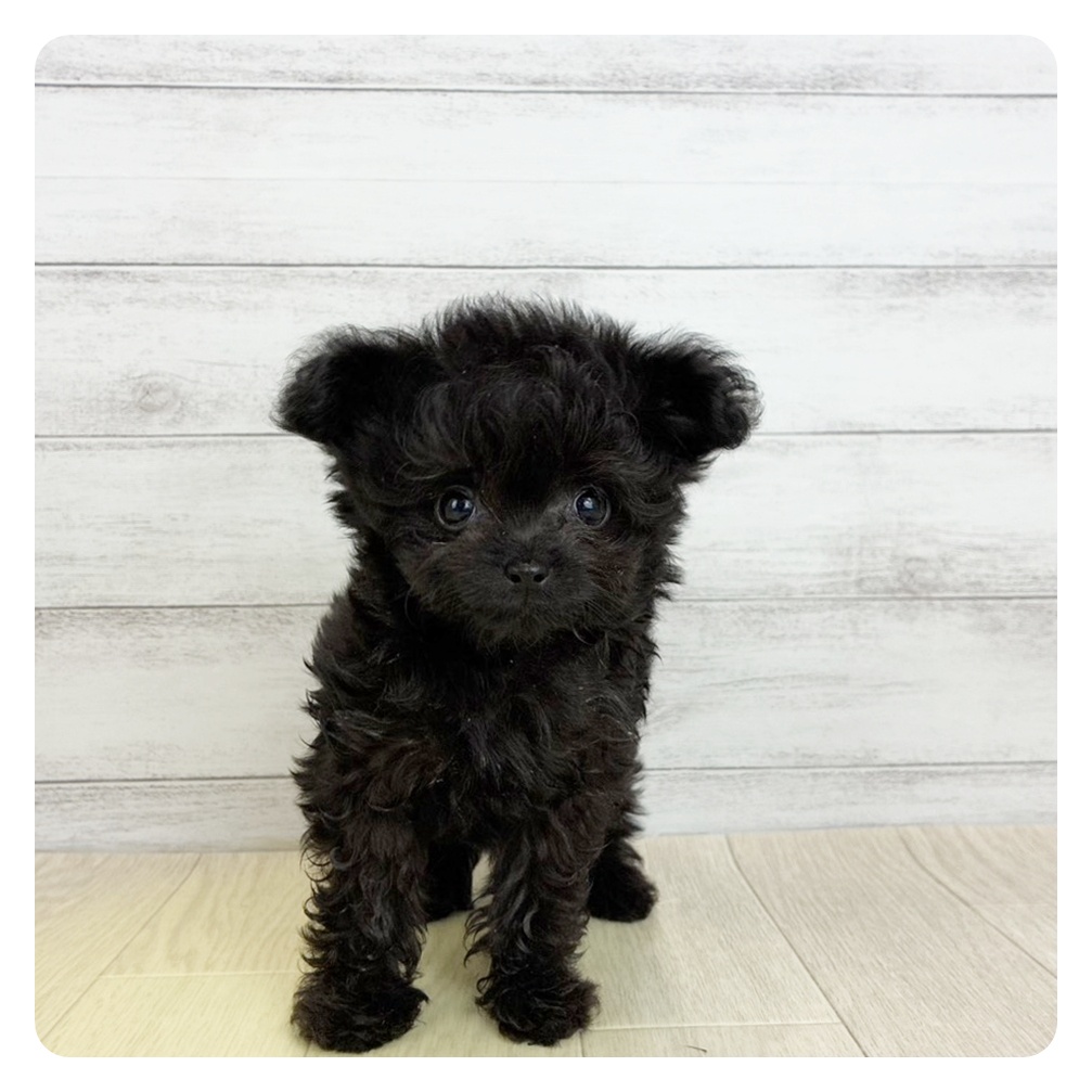ハーフ犬男の子の写真