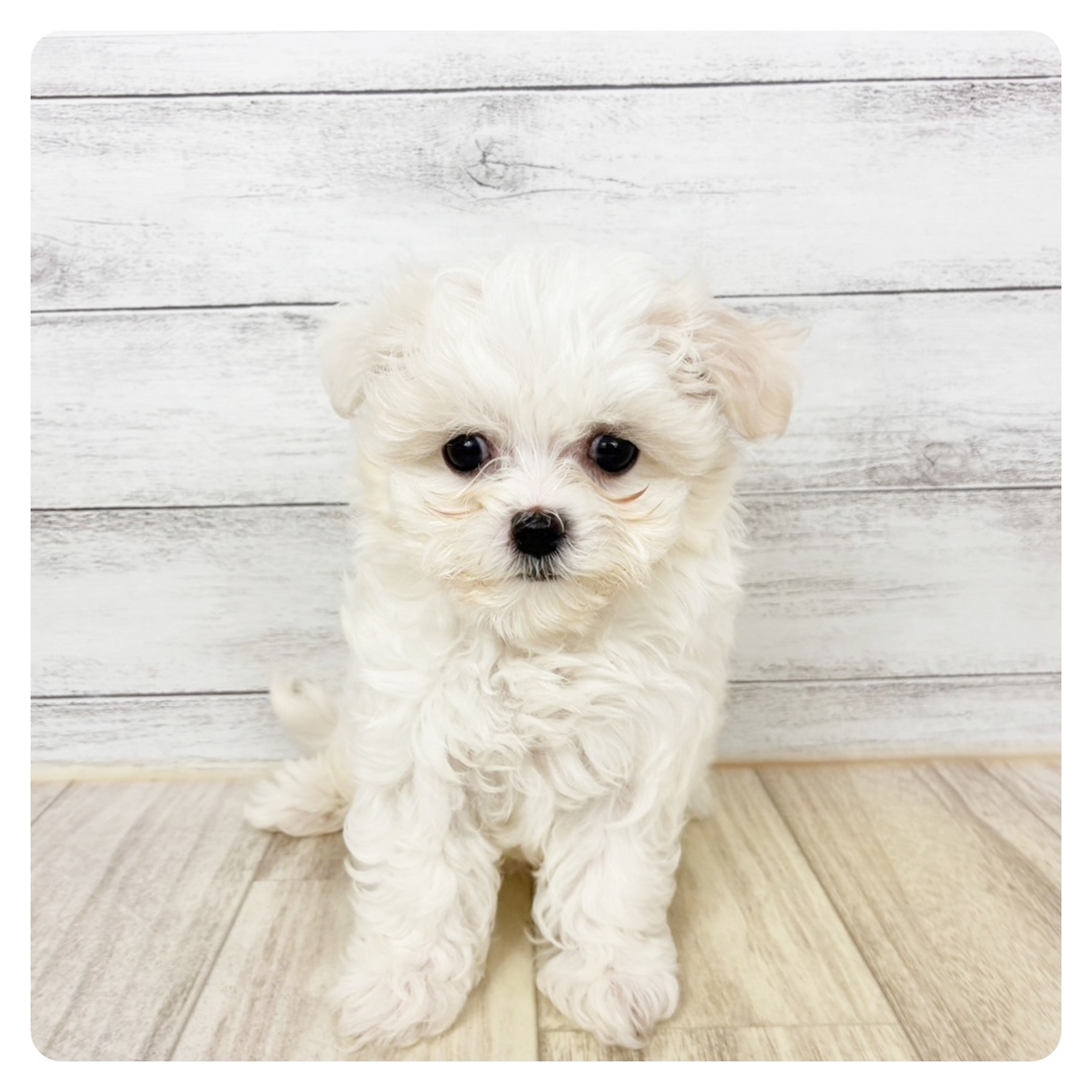 ハーフ犬女の子の写真