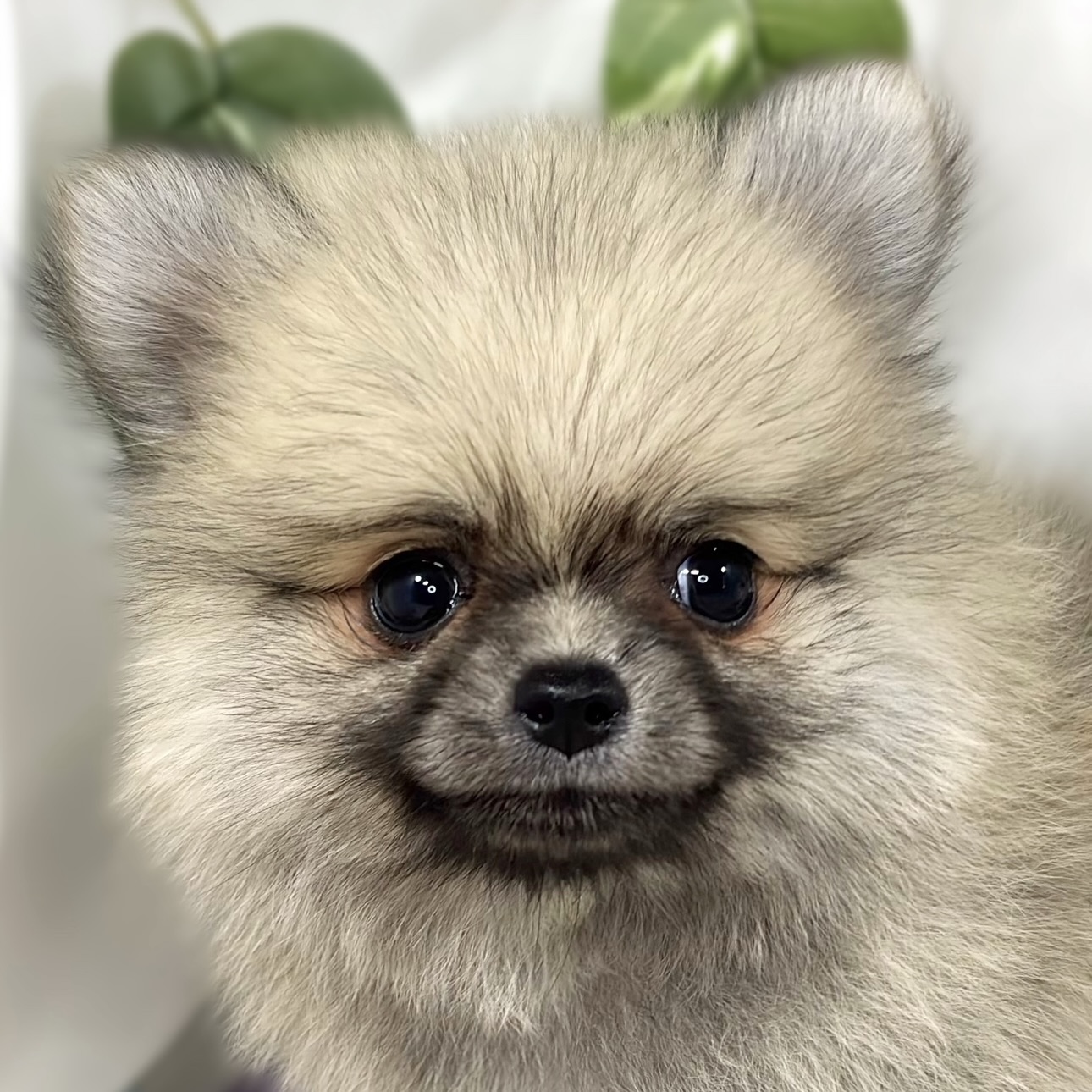 ハーフ犬男の子の写真