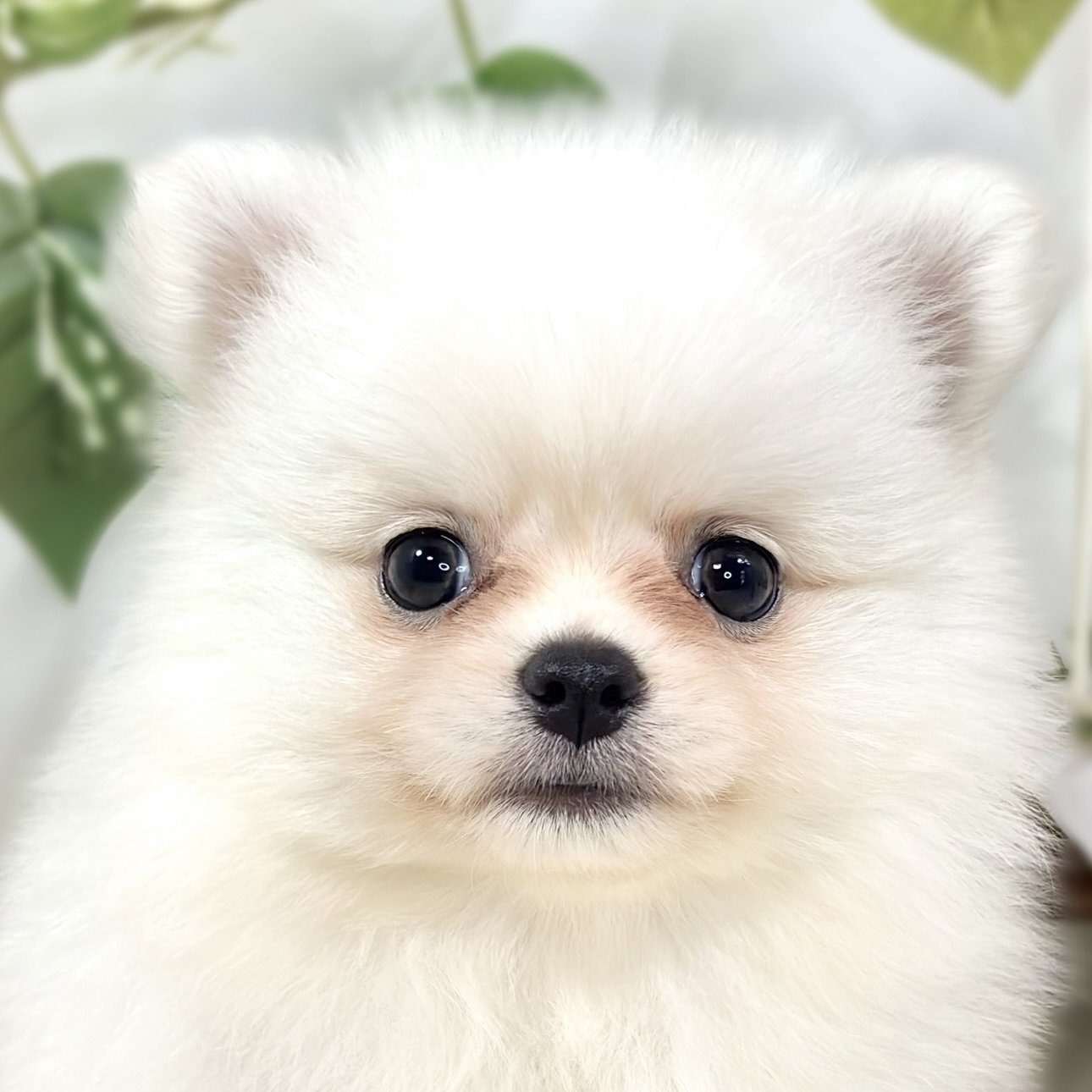 ハーフ犬女の子の写真