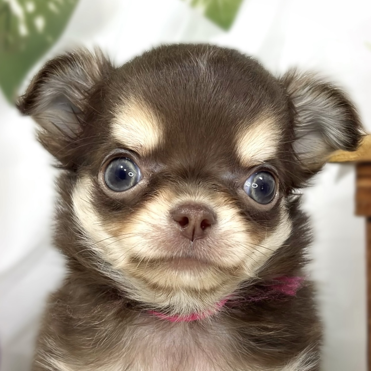 岐阜県のチワワ(ロング) (犬の家＆猫の里岐南店/2026年7月19日生まれ/男の子/チョコレートクリームホワイト)の子犬の2枚目の画像