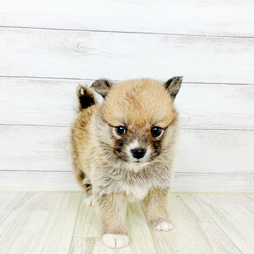 ハーフ犬女の子の写真