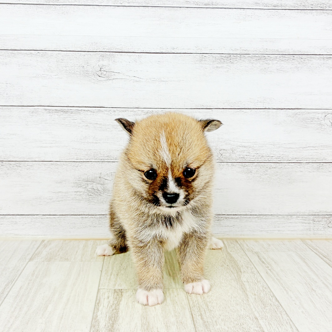 ハーフ犬男の子の写真