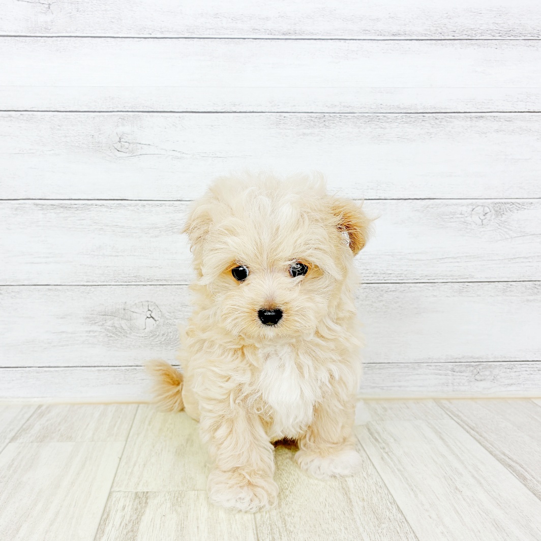 ハーフ犬女の子の写真