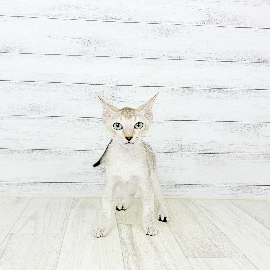兵庫県のシンガプーラ (犬の家＆猫の里ゆめタウン姫路店/2026年7月10日生まれ/女の子/セピアアグーティ)の子猫