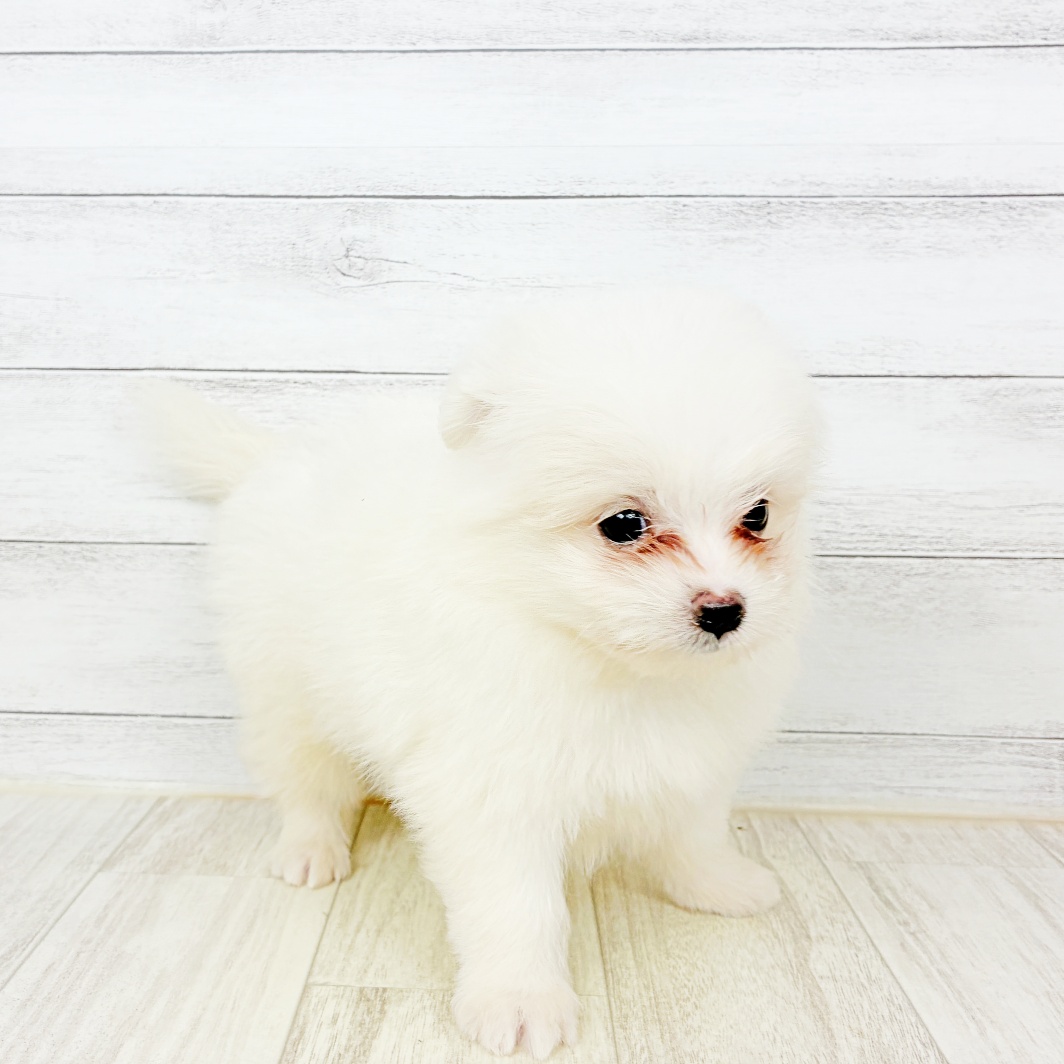ハーフ犬男の子の写真