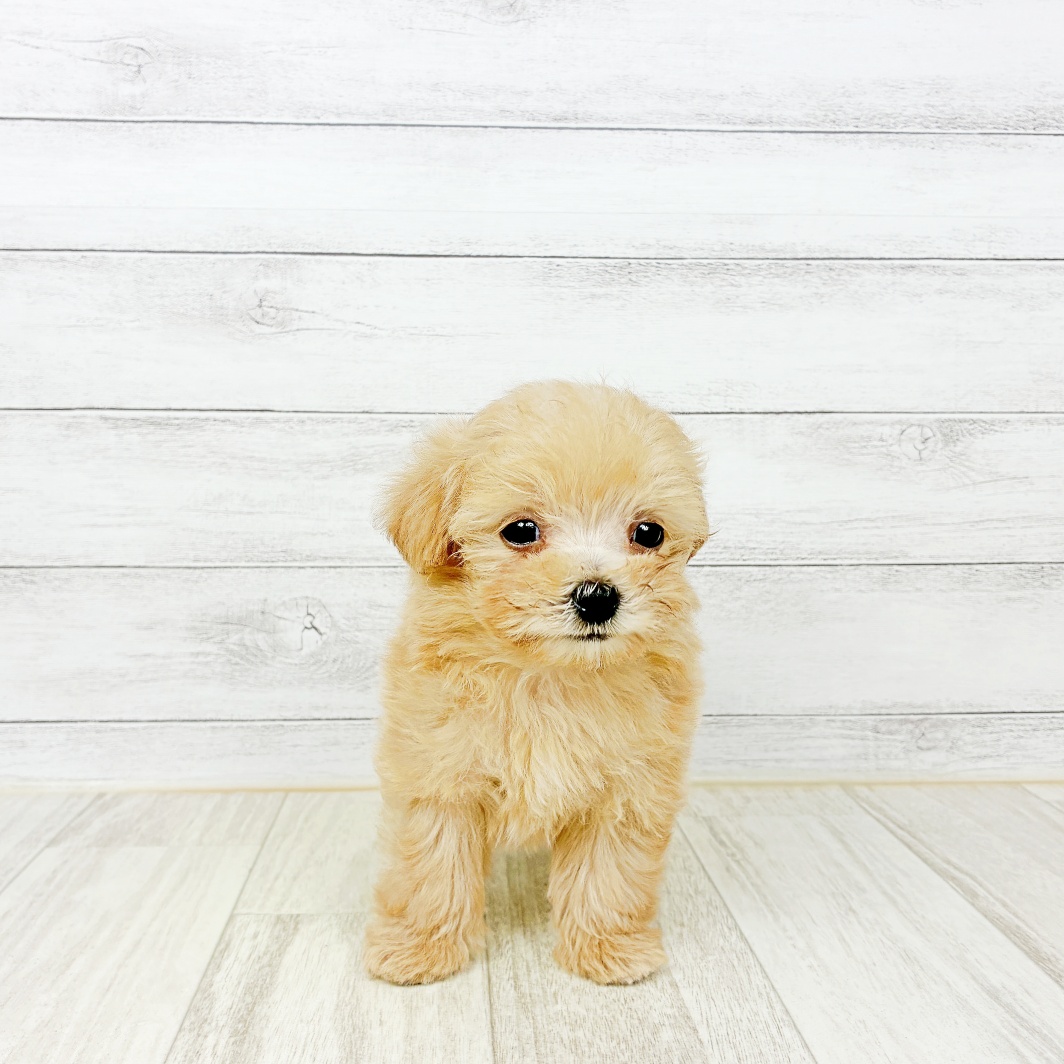 ハーフ犬女の子の写真