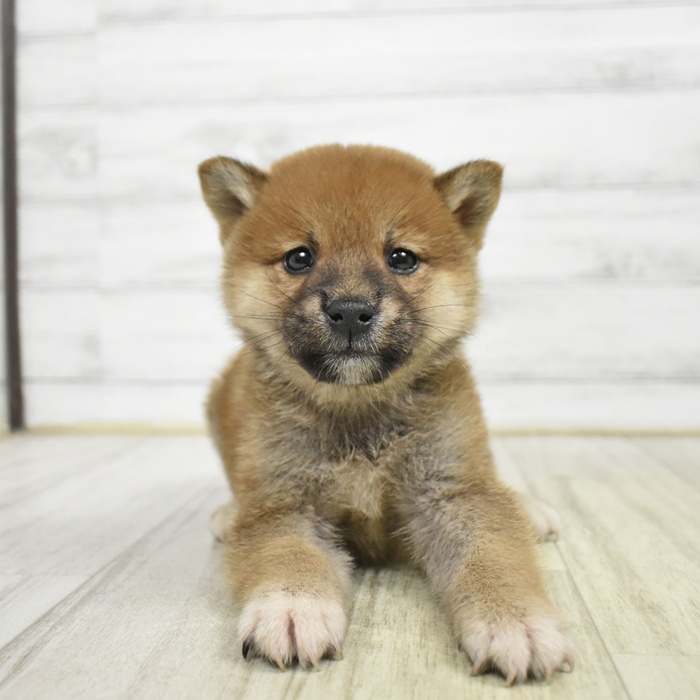 柴犬男の子の写真