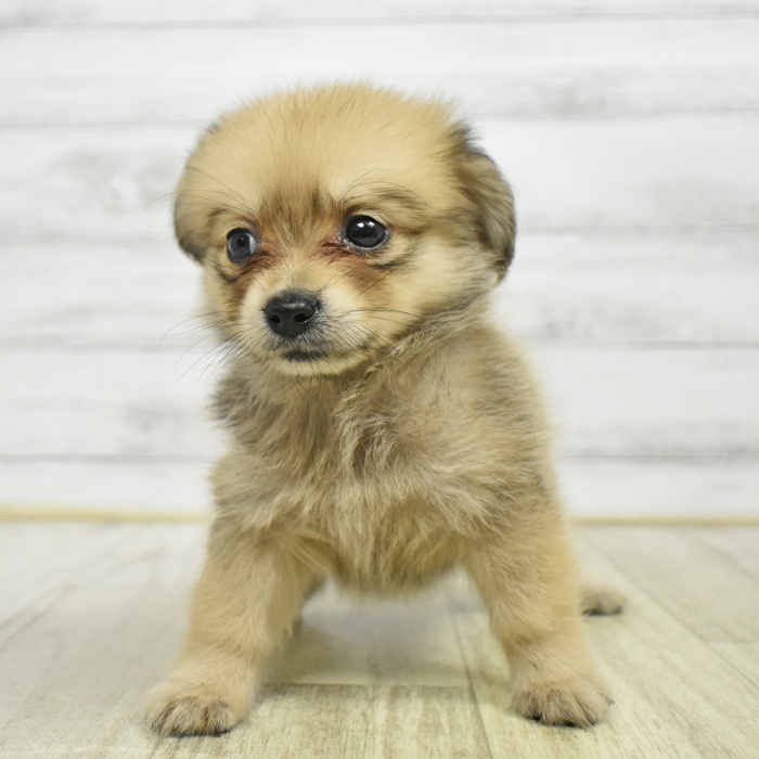 ハーフ犬女の子の写真