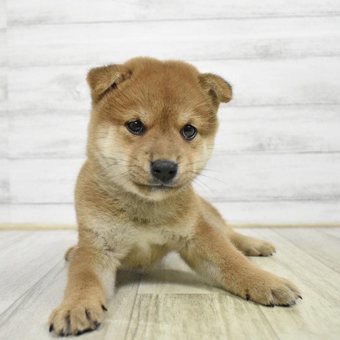 柴犬男の子の写真