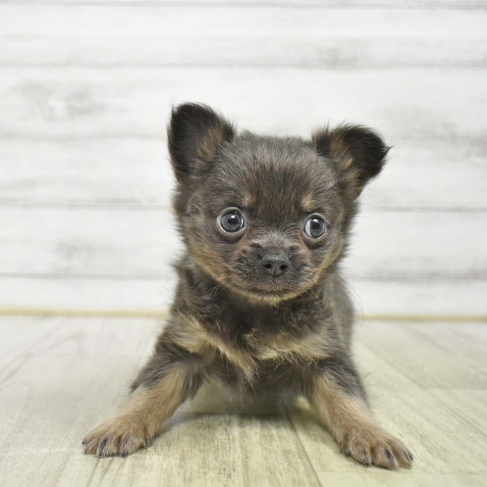 ハーフ犬女の子の写真