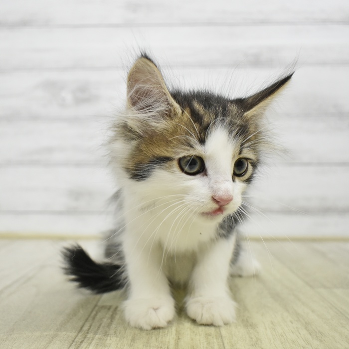 ノルウェージャンフォレストキャット女の子の写真