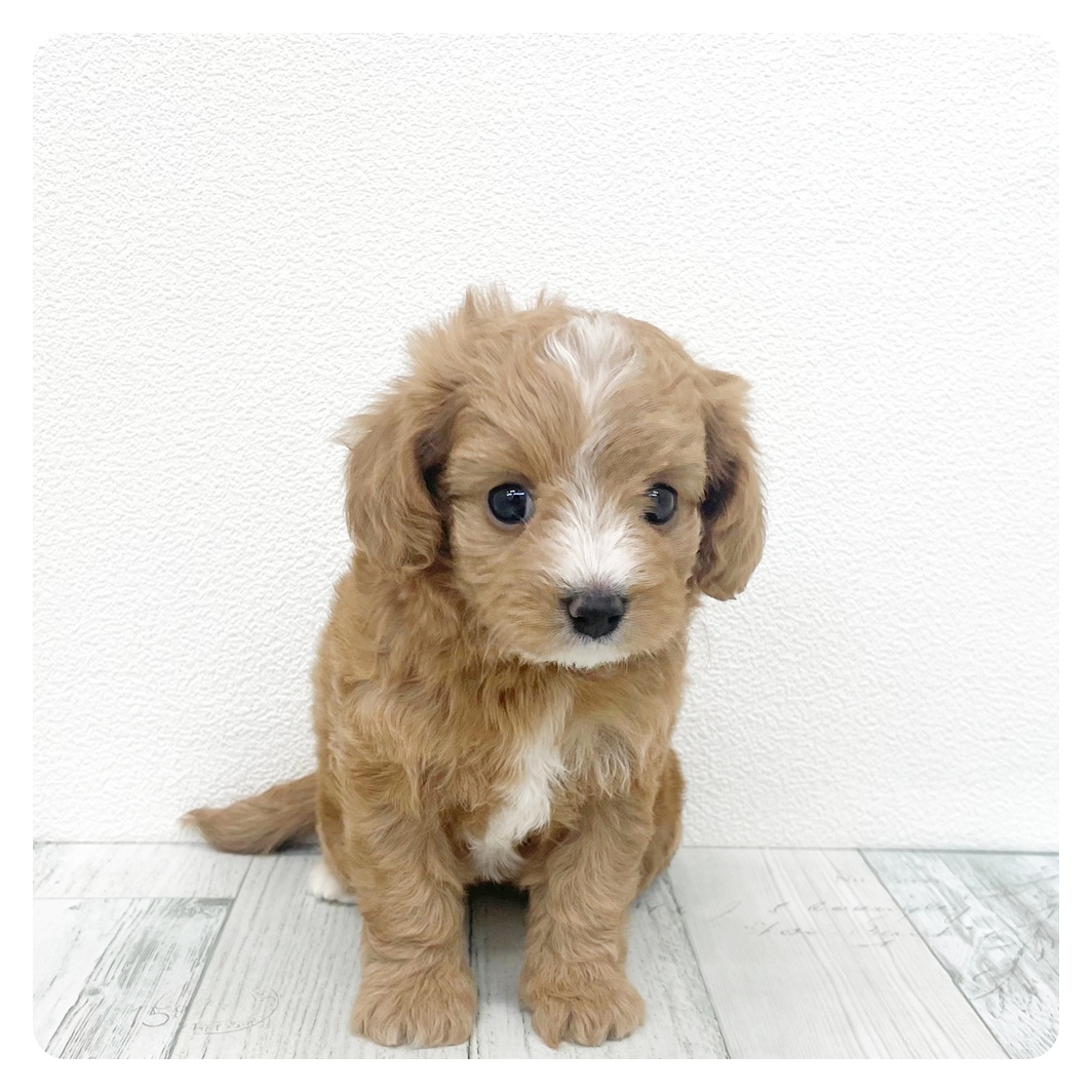 ハーフ犬女の子の写真