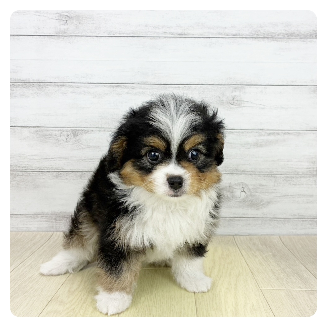 兵庫県のハーフ犬・ミックス犬 (犬の家＆猫の里神戸店/2026年7月21日生まれ/男の子/ブラックタンホワイト)の子犬の2枚目の画像